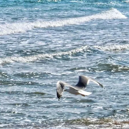 In The Center Of Sarafovo