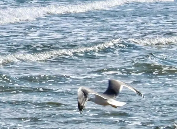 In The Center Of Sarafovo